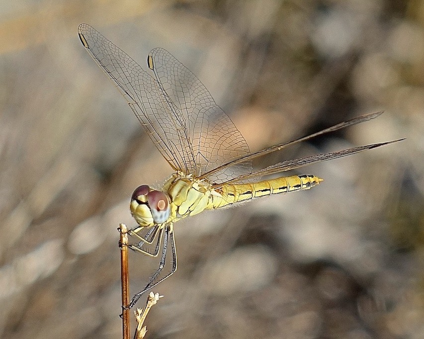 red-veined darter